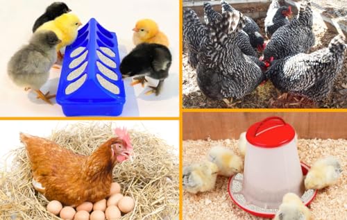 Mais Granturco Spezzato Mangime per Galline Polli Oche Anatre Conf. da 10-15-25 Kg (25 Kg SACCO) - immagine 7