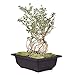 MUZHI 12PACK RetroStyle Plastic Bonsai Training Pots Balcony Indoor Rectangle Square Flower Pots 6