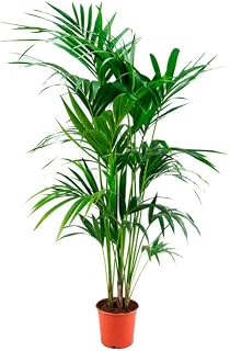 DECOALIVE Kentia Palmera de Interior +130cm de Altura Árbol Grande