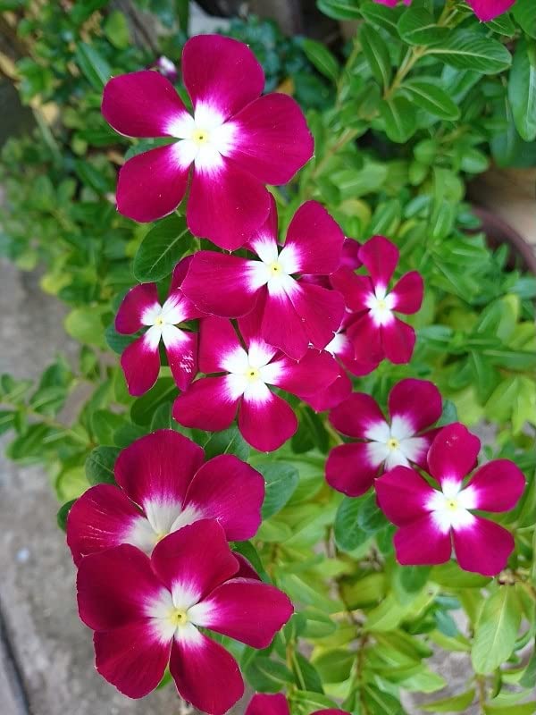 Buy 200+ Vinca Seeds, Red Vinca Flower Seeds Perennial Vinca Mascot