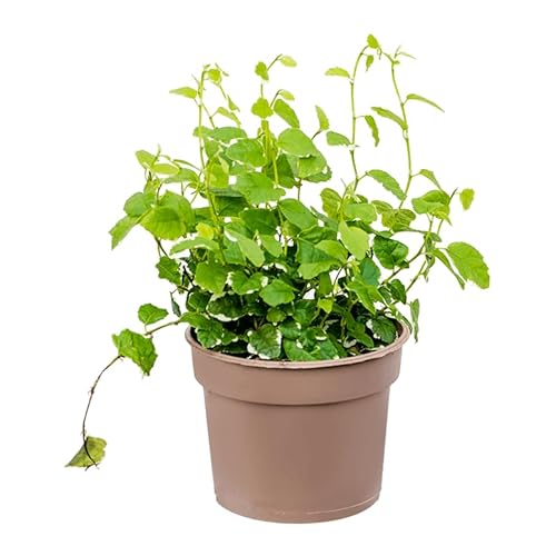 Ficus Pumila Natural - Higuera Trepadora para Exterior de Poco Riego