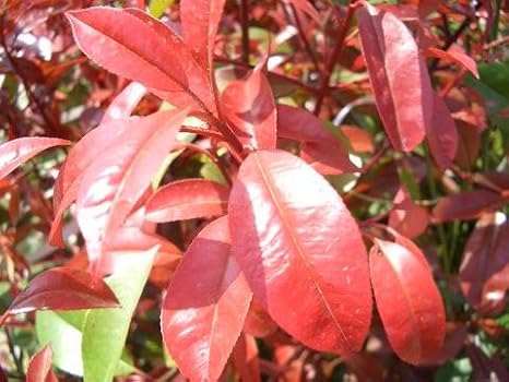 Amazon レッドロビン スカーレットパール 根巻き特大苗 生垣 目隠し 低木 西濃運輸お届け 北海道 沖縄 離島不可 庭木 常緑樹 植木