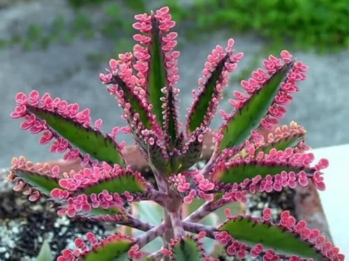 Pink Mother of Millions Live Plant in 2 Inch Pot
