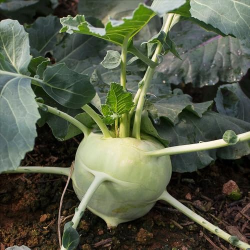 Gemüseprofi Kohlrabi ‘Morre’ – Weiß – 6 Jungpflanzen im Pflanztray | Zarte, mild-süße Knollen | Platzfest