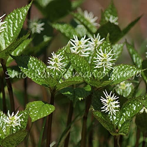 Amazon 紫桜館山の花屋 山野草 ヒトリシズカ 一人静 9cmポット仮植え苗 Diy 工具 ガーデン