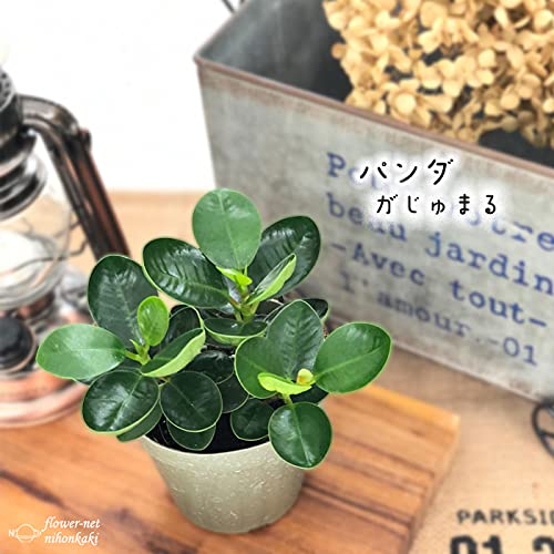 Amazon｜観葉植物 パンダガジュマル 9cmポット 苗 ガジュマル 観葉植物
