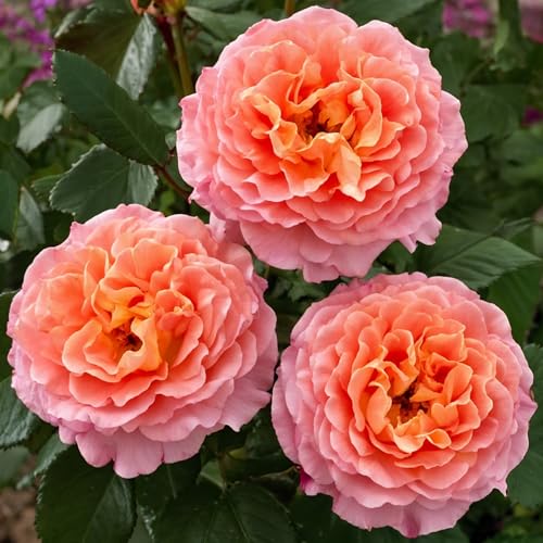 Rosier Augusta Louise – Arbuste – Fleurs Rose Pêche Ondulées, Rosiers Romantiques Cultivés Aux Pays-Bas – 2 Plantes – Sans Graines, Sans Bulbes Et Non Artificiel