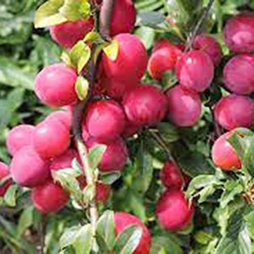 YEGAOL Garden 50Pcs Guava Seeds Red Psidium Guajava Seeds
