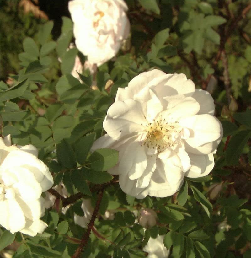 Historische Rose Stanwell Perpetual 30-60cm - lebende Gartenpflanze aus den Baumschulen