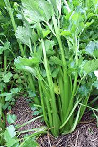 Seeds Celery Seeds, Curtains, 25 + Seeds, heerloom, Organic, Non GMO, Celery Seeds