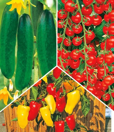 BALDUR Garten 4er Snack-Gemüse Kollektion Pflanzen im 10 5 cm-Topf bringt großes Naschvergnügen im Garten 3 Sorten Snack-Gemüse viel Ertrag resistent gegen Krankheiten ideal für Beet & Balkon