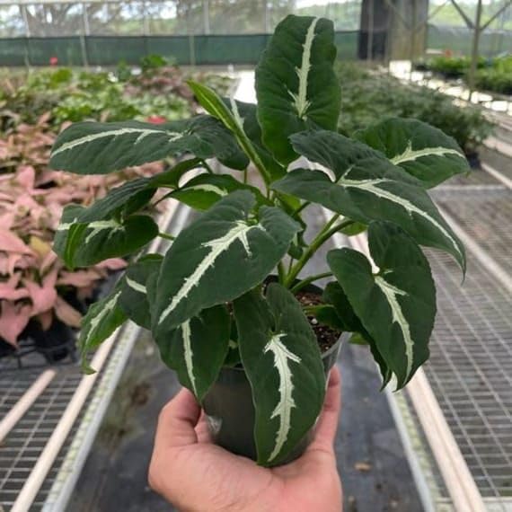 Syngonium/Arrowhead Air purifying Live Plant Indoors, outdoor for Living Room, Table Corner, Balcony, Office,Bed room/Home Decoration pack of 1 (1, Deep green)-image-49