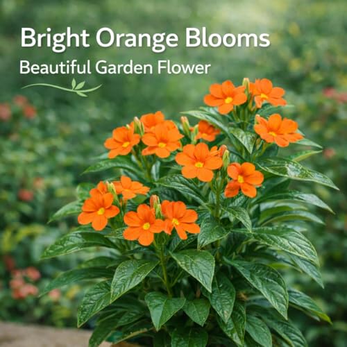 Image of Indian Gardens - Kanakambaram Red | Aboli | Priyadarsha | Flowering Crossandra | Pagoda Flower | firecracker flower | Live plant with pot (4 inch)