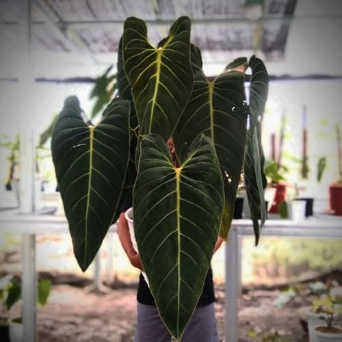 Melanochrysum Philodendron Live Indoor 5-9" No Pot
