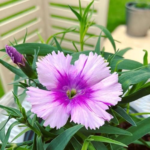 semi di chiodi di garofano, garofano, autunnali resistenti per luoghi soleggiati da giardino roccioso resistenti farfalle decorazione 450pcs