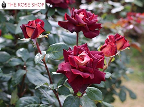 Amazon.co.jp: バラ苗 【ブラックゴールド】 (新苗) ハイブリッド