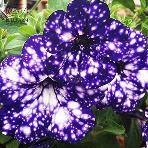 Go Garden BELLFARM Bonsai Petunia Garden Bonsai Moon Night Sky Double Purple Flowers Purple Sky Black Petunia High Germination 200pcs/pack: QC121MxT4