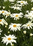 Shasta Daisy - Alaska (Chrysanthemum Maximum), Seed Packet, Introduced Perennial
