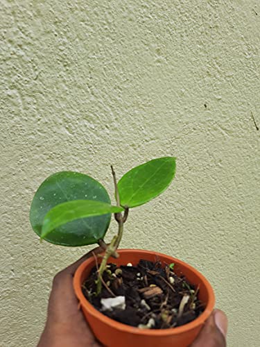 Image of GREEEN EARTH HOYA SWEET SCENT HIGHLY SCENTED FLOWER SMALL PLANT