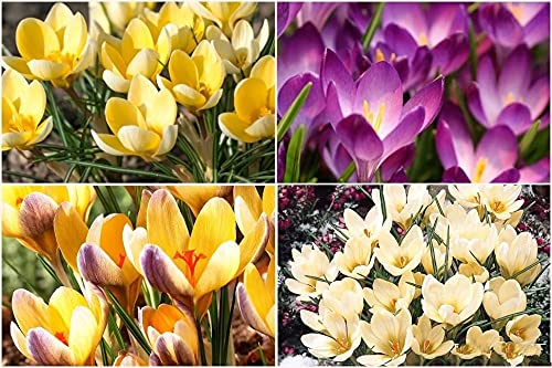 Floriculture Greens Winter Bulbs IMP. Crocus/Saffron A Grade Hybrid Quality Pot & Land Growing Bulbs (Pack Of 1 Multi Mix) (B09B6FFXZJ) Amazon Price History, Amazon Price Tracker