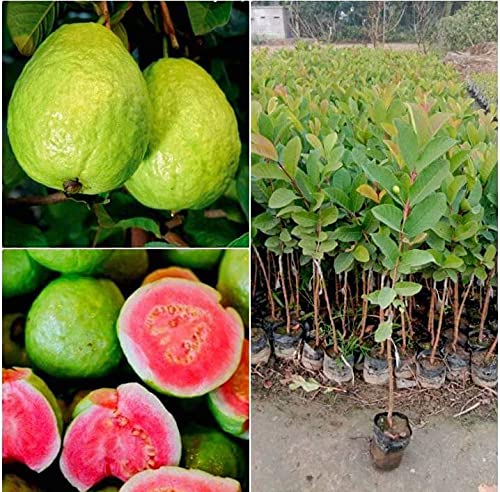 InGreen Hybrid Allahabad Safeda Variety Guava Grafted Live Plant[v13] (B09H4FR4CH) Amazon Price History, Amazon Price Tracker
