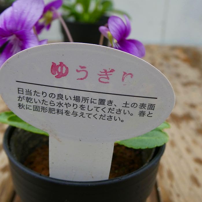 Amazon | すみれ 苗 ゆうぎり 2.5号 日本すみれ スミレ 花苗 山野草