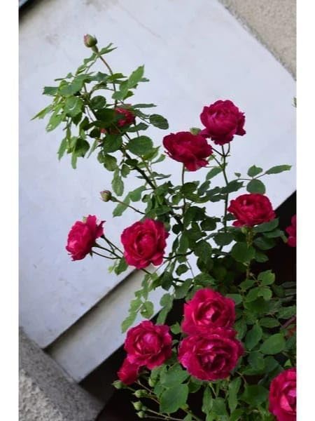 Image of Climbing Red Rose Live Plant with Pot | Fragrant Grafted Red Rose Creeper Plant | Fast Growing Flowering Climbing Vine for Home Garden Balcony Trellis Wall Fence Outdoor Decor | Pack of 1