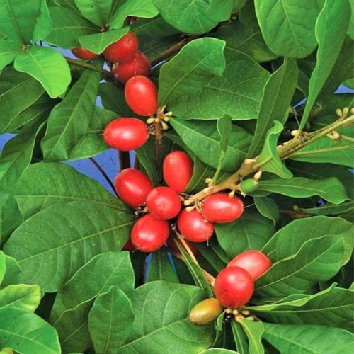 Preisvergleich Produktbild MIRACLE FRUIT @@ Synsepalum dulcificum seltene tropische exotische Beere essbar 3 SEEDS