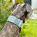 Martingale Dog Collar for Greyhound Saluki Whippet and Other Breeds with Similar Neck 2