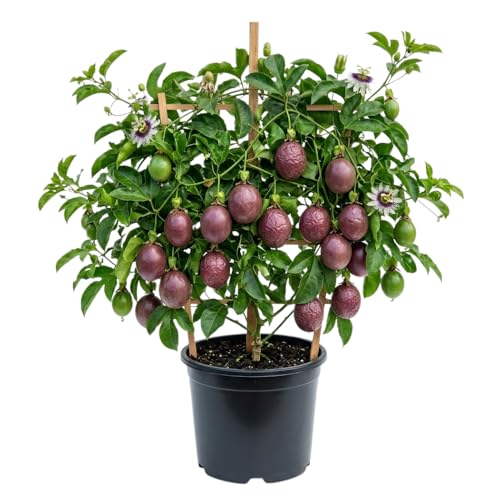 Purple Passion Fruit Plant Live Passion Fruit Tree 1 Gallon Pot 1 Feet Tall Tropical Climbing Fruit for Indoor Outdoor Planting No Ship to CA