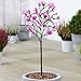 Gardeners Dream Magnolie Baum 'Susan' - Magnolienbaum Winterhart & Mehrjährig - Tulpenmagnolie Baum - Blühende Winterharte Pflanzen für Garten, Kübel & Balkon - 60-90 cm Magnolia Baum im Topf Winterhart günstig Kaufen-Gardeners Dream Magnolie Baum 'Susan' - Magnolienbaum Winterhart & Mehrjährig - Tulpenmagnolie Baum - Blühende Winterharte Pflanzen für Garten, Kübel & Balkon - 60-90 cm Magnolia Baum im Topf