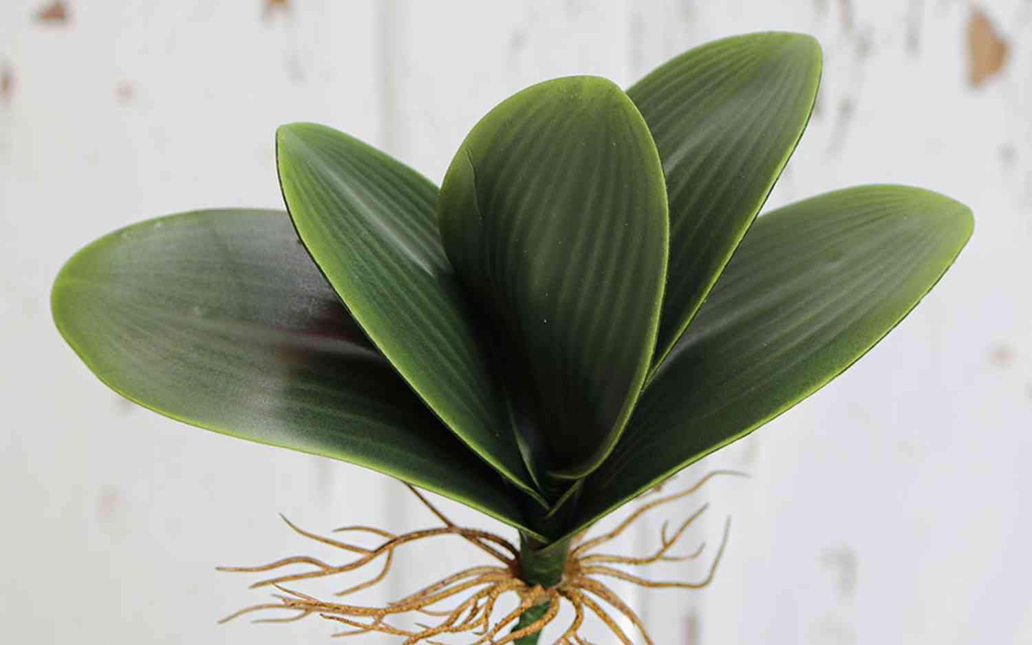 artplants.de Artificial Phalaenopsis orchid leaves DAPHI, aerial roots, 14"/35cm - Artificial foliage - Fake plant