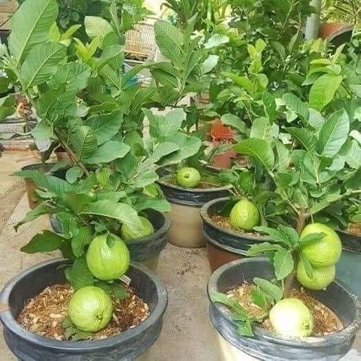See full amazon price history chart for Thai golden guava plant grafted original plant/ green tree nursery Thai golden guava plant grafted original plant/ green tree nursery (B0BGZ37JNV) Amazon Price History, Amazon Price Tracker