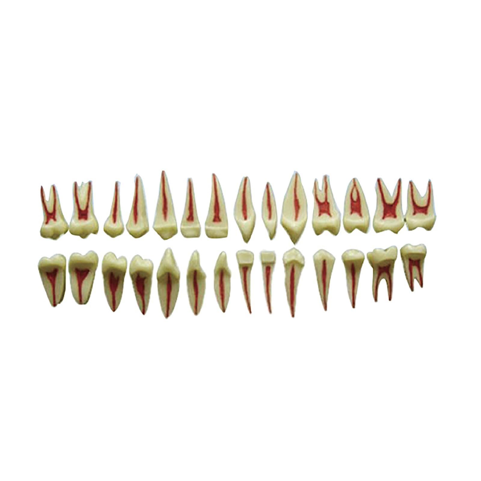 Modello dentale completo della bocca in scala 1:1, composto da 28 pezzi, con ingrandimento 2X. Modello didattico per lo studio dei denti, esposizione permanente di corone, radici e polpa dentale.
