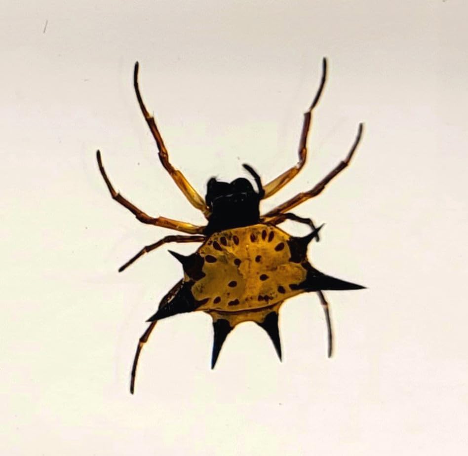 Real Spiny Spider in 38mm Crystal Clear Lucite Resin Specimen Preserved Arachnoids Taxidermy Crafts Collection for Biology Science Education & Desk Ornament Display Small Paperweight