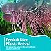 CANTON AQUATICS Live Aquarium Red Root Floater Plants - Highly Sought & Removes Nitrates - Easy to Maintain - Increases Beaty - Promote High Water Quality - 4 Ounce Portion