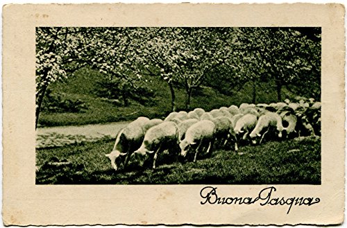 1939 Serona - Buona Pasqua, gregge pecore dest. Catania - FP B/N VG Cartolina Postale