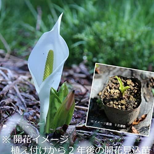 Amazon 紫桜館山の花屋 湿地性植物 ミズバショウ 水芭蕉 9cmポット苗100ポットセット 花