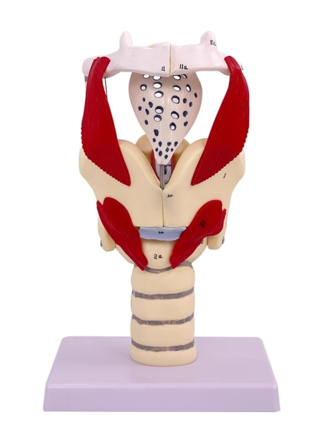Model anatomii funkcji krtani, model powiększenia mięśni gardła i gardła, ruchoma chrząstka i jaskinia do badań medycznych, szczegółowe narzędzie edukacyjne