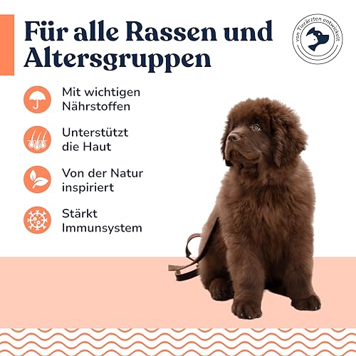 Felmo- Hochdosiert B-Vitamine + Tabletten für Hunde (120g) einschließlich Vitamin B1, B2, B3, B6 und B12 - Mit Biotin & Bierhefe leicht zu verabreichen- Mit Tierärzten entwickelt und empfohlen