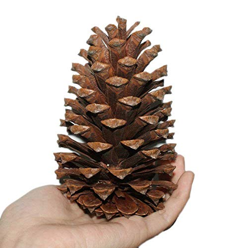 MIOLOE 10pcs Christmas Decoration Large Natural Pine Cones, Xmas New Year Holiday Party Decoration Ornament For Home Supplies Pinecones