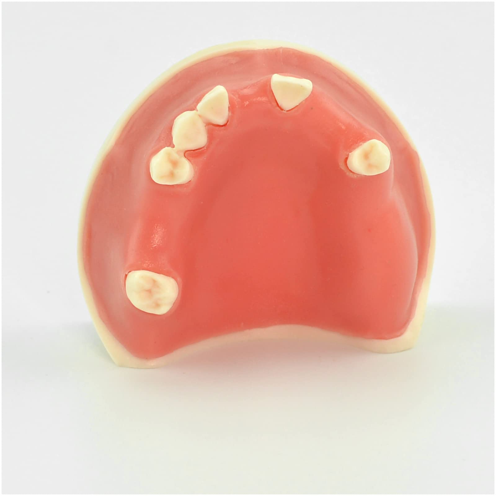 Modello di impianto Dentale mascellare - Modello di Studio Modello di Denti per Adulti - Modello didattico Esercizio di sutura implantare Otturazione mascellare Modello di Imp