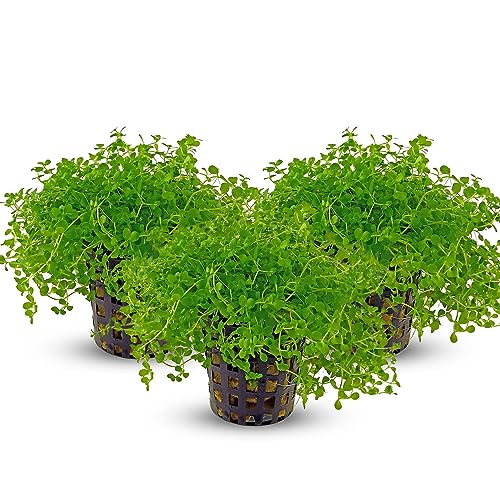 Canton Aquatics 3 Pack Monte Carlo