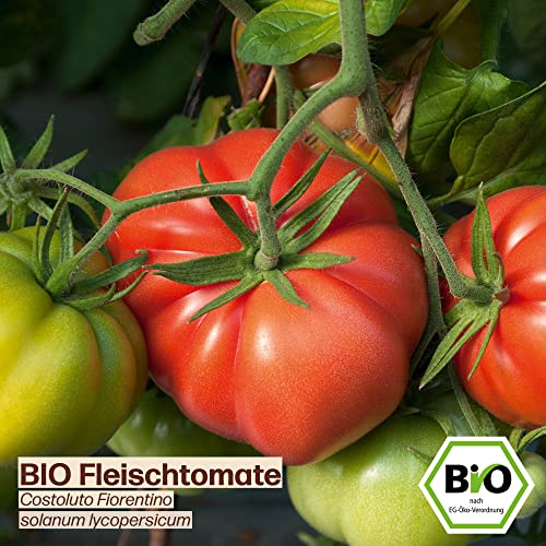 Samenliebe BIO Fleischtomaten Samen alte Sorte Costoluto Fiorentino süße Ochsenherztomate italienische Tomate 10 Samen samenfestes Gemüse Saatgut für Gewächshaus Freiland und Balkon BIO Gemüsesamen - Image 3
