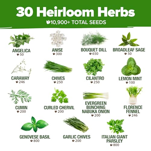Image of HOME GROWN 30 Herb Seeds for Planting 10,900+ Non-GMO Heirloom Seeds | Extra Large Variety Pack Herb Kit - Indoor Outdoor & Hydroponic | Culinary Seed Set | Grow Your Own Herbs | Gardening Gift