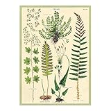 Cavallini Decorative Wrap Poster, Ferns, 20 x 28 inch Italian Archival Paper (WRAP/Fern)