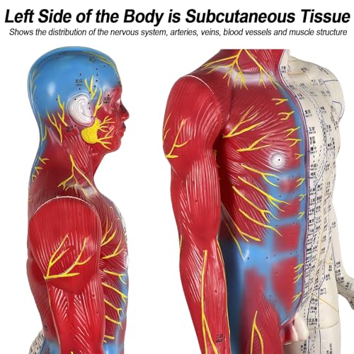 Model lalki do akupunktury – ludzki model anatomiczny naturalnej wielkości z instrukcją Acupoint do masażu i nauki akupunktury