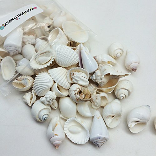 Pepperlonely Medium White Shell Mix Sea Shells, 10 Oz Apprx. 70+ Pc Shells, 3/4 Inch ~ 1-3/4 Inch #TOP2