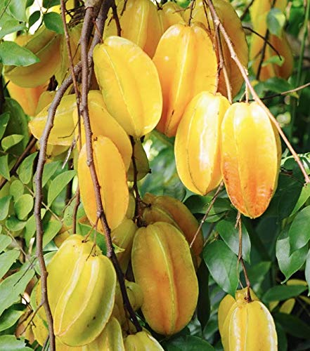 No CA, Big Carambola Grafted Live Plant, Star Fruit Tree 24 to 36 Inc Tall in 3 Gallon Pot, Star Fruit Live Plant, Starfruit Tree Plant for Growing Outside - Thumbnail 6