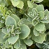 sedum di selvatiche tetti verdi giardino roccioso, succulente interno giardino sostenibili per la 300semi